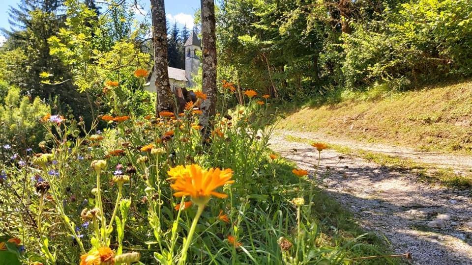 Agriturismo Borgo Damos Villa Valle di Cadore Kültér fotó