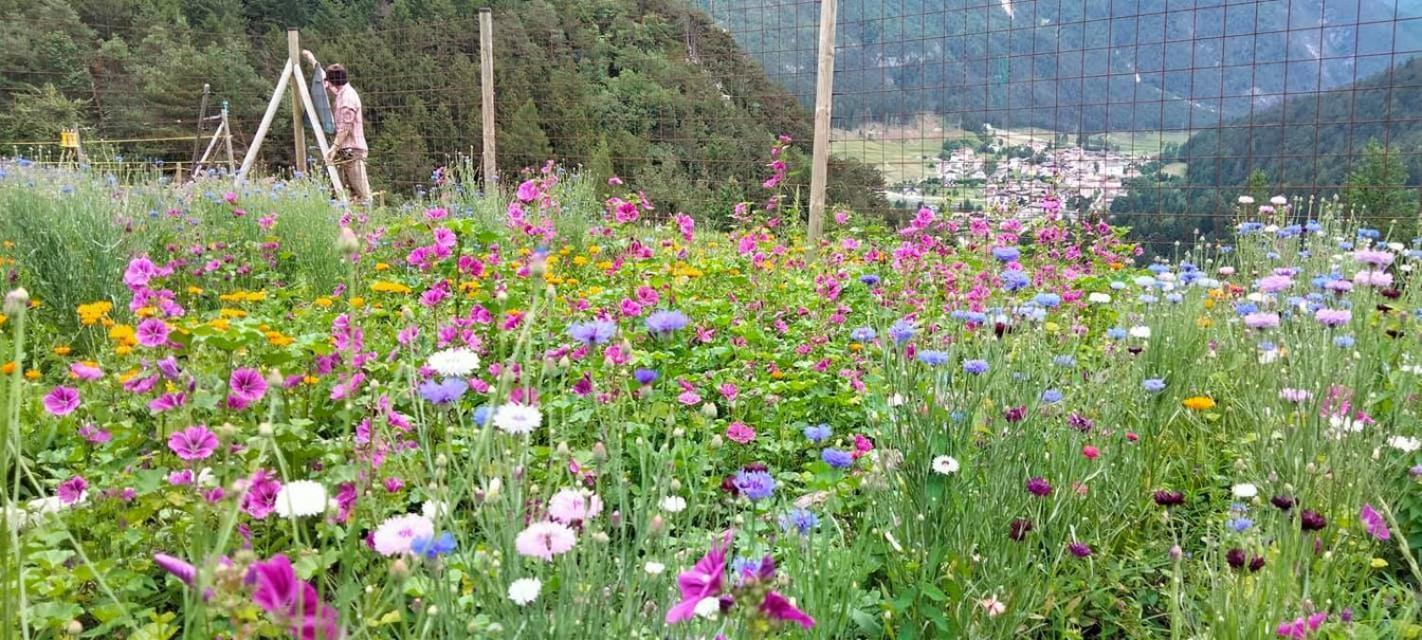 Agriturismo Borgo Damos Villa Valle di Cadore Kültér fotó