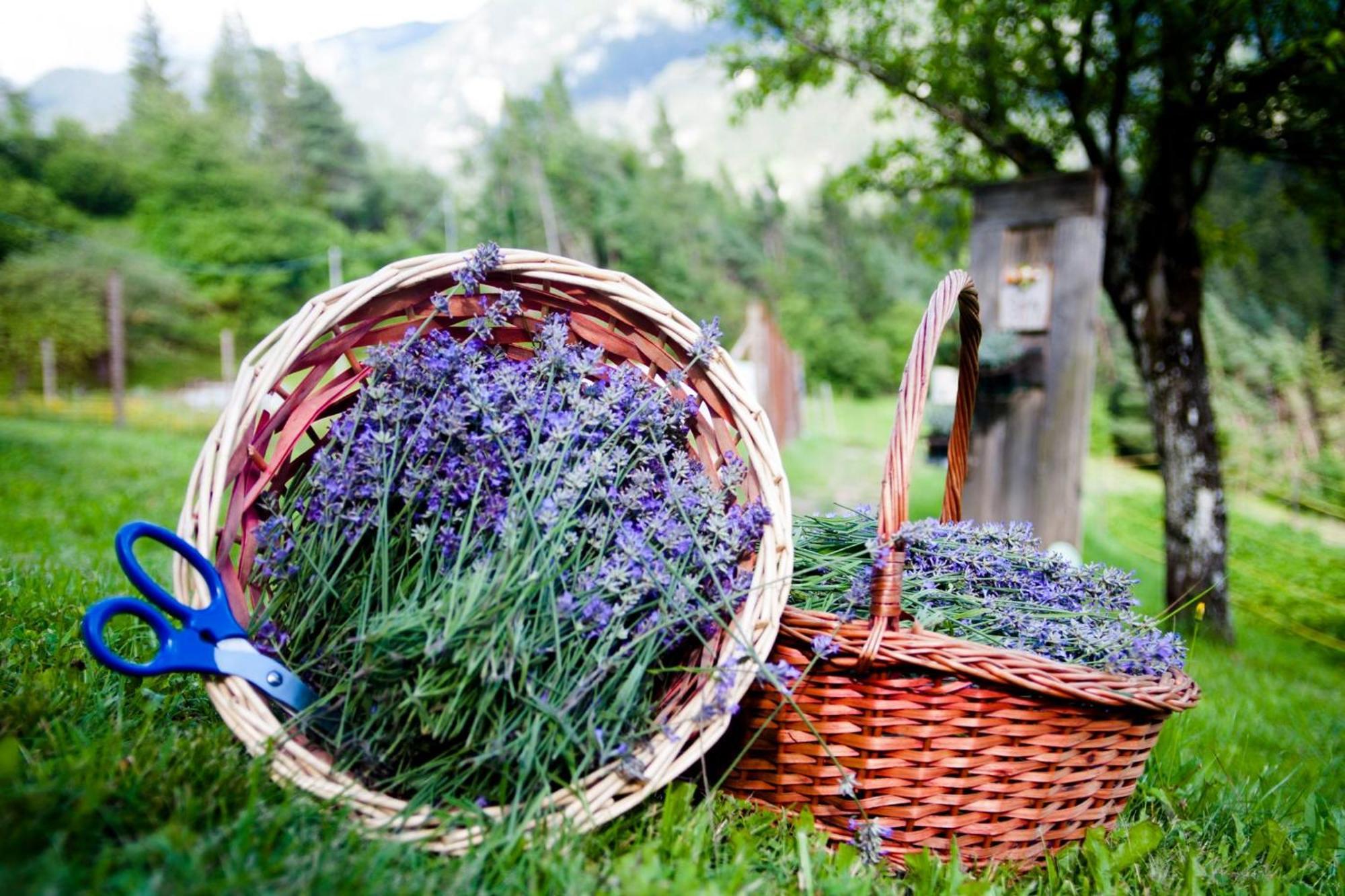 Agriturismo Borgo Damos Villa Valle di Cadore Kültér fotó