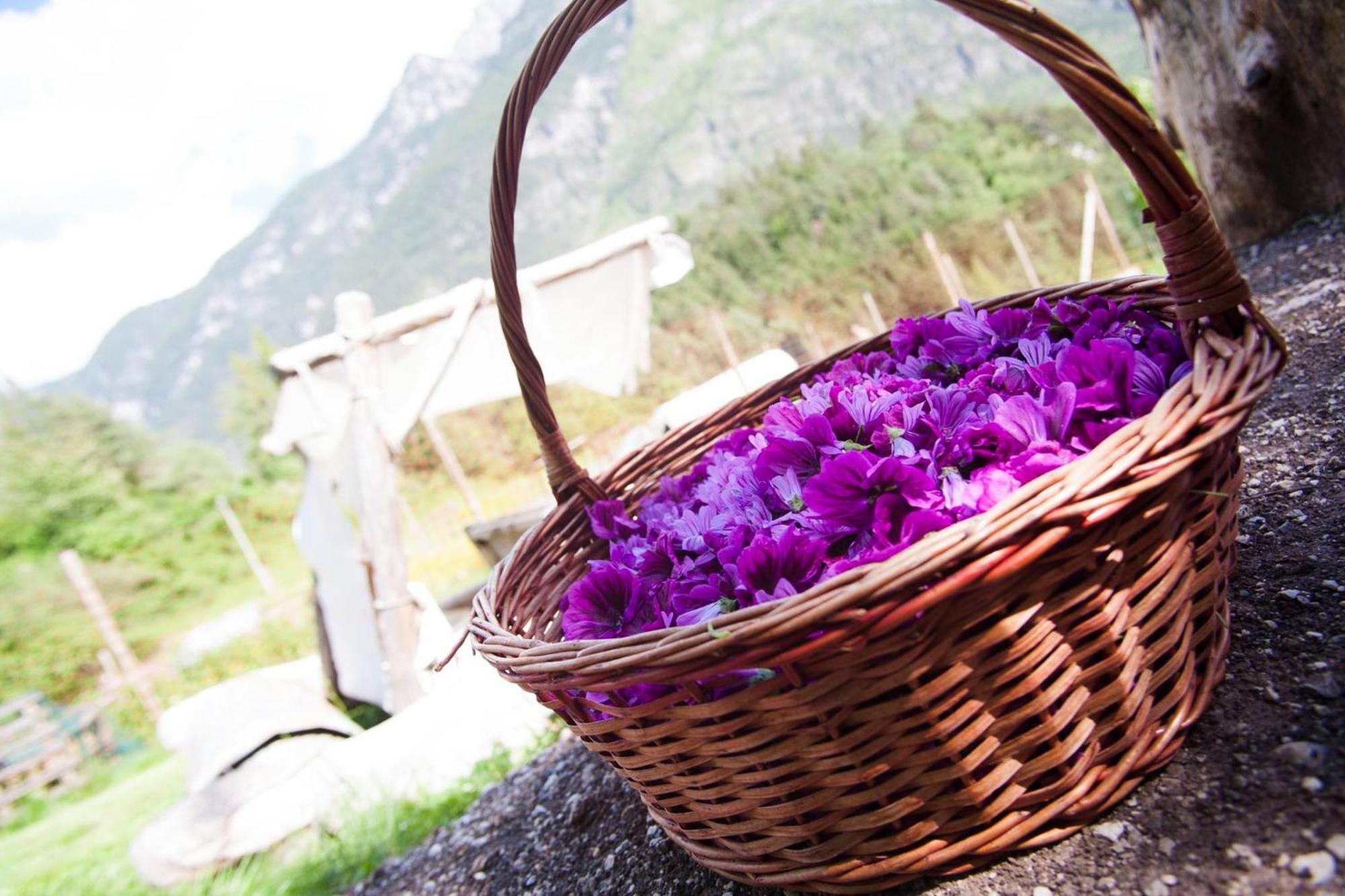 Agriturismo Borgo Damos Villa Valle di Cadore Kültér fotó